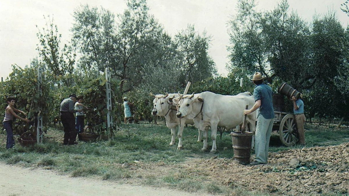Il Campino: 200 anni di storia, 2.000 bottiglie di Chianti Classico