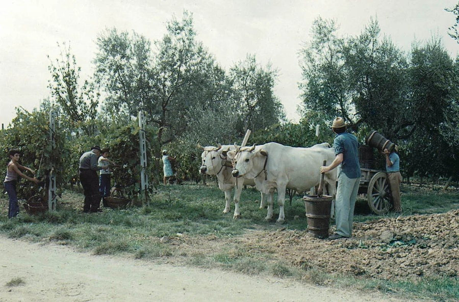 Il Campino: 200 anni di storia, 2.000 bottiglie di Chianti Classico