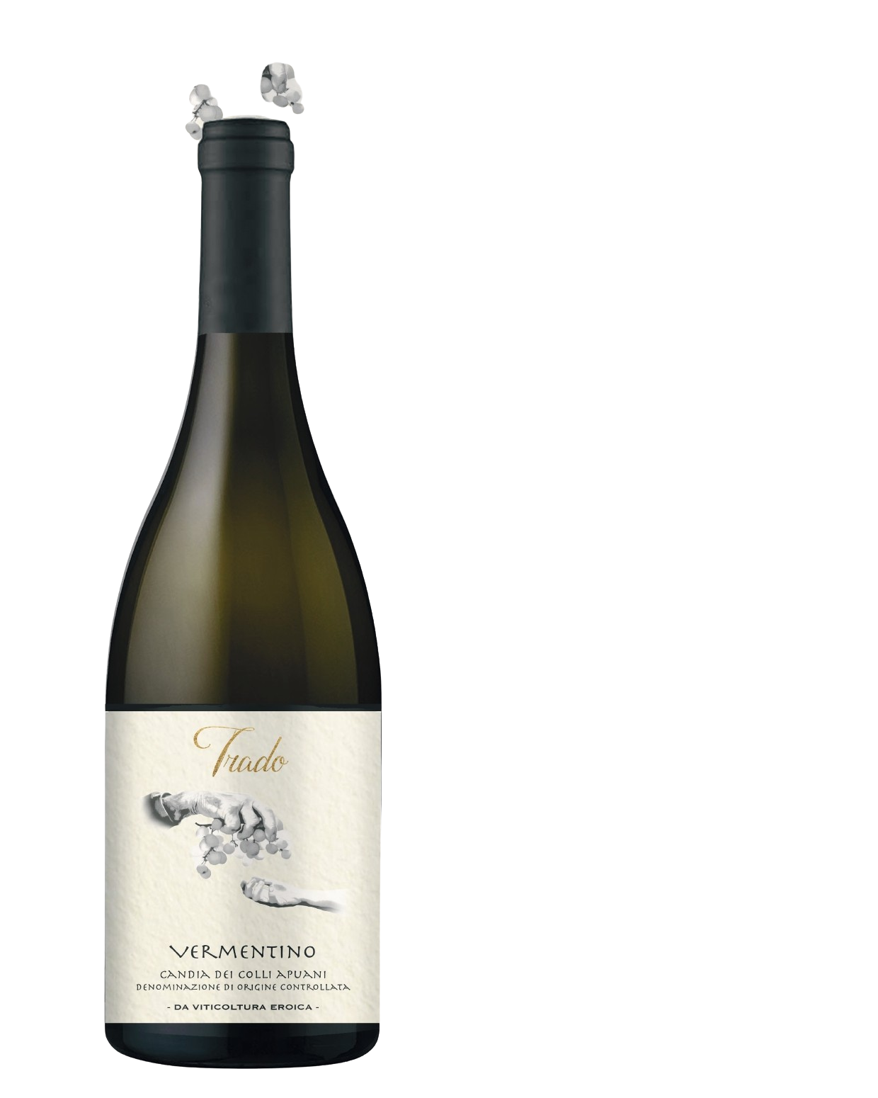 Vermentino candia dei colli apuani